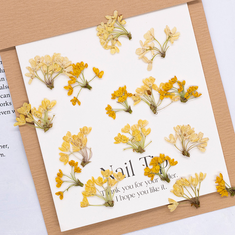 Dried Flower Bookmark - 24 pezzi, Fiori Naturali Pressati, Piante