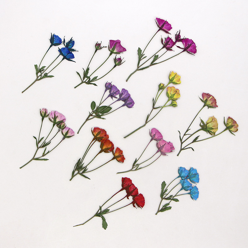 36X pressato essiccato Multi-t - Dried Flower Bookmark recensione e prezzo