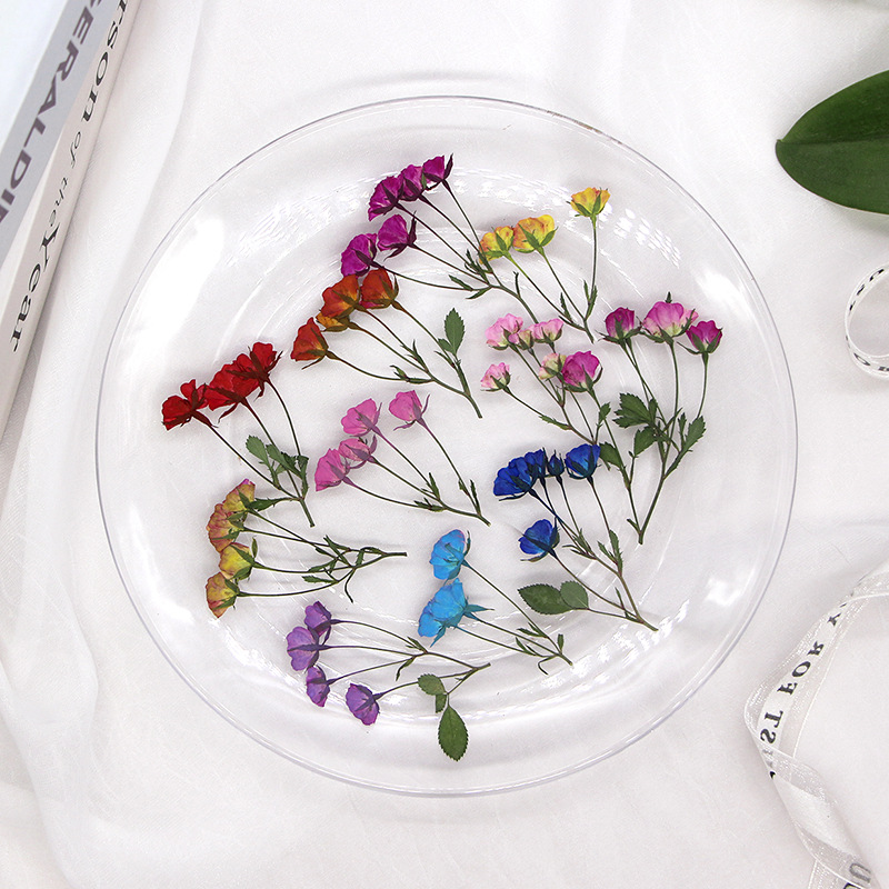 36X pressato essiccato Multi-t - Dried Flower Bookmark recensione e prezzo