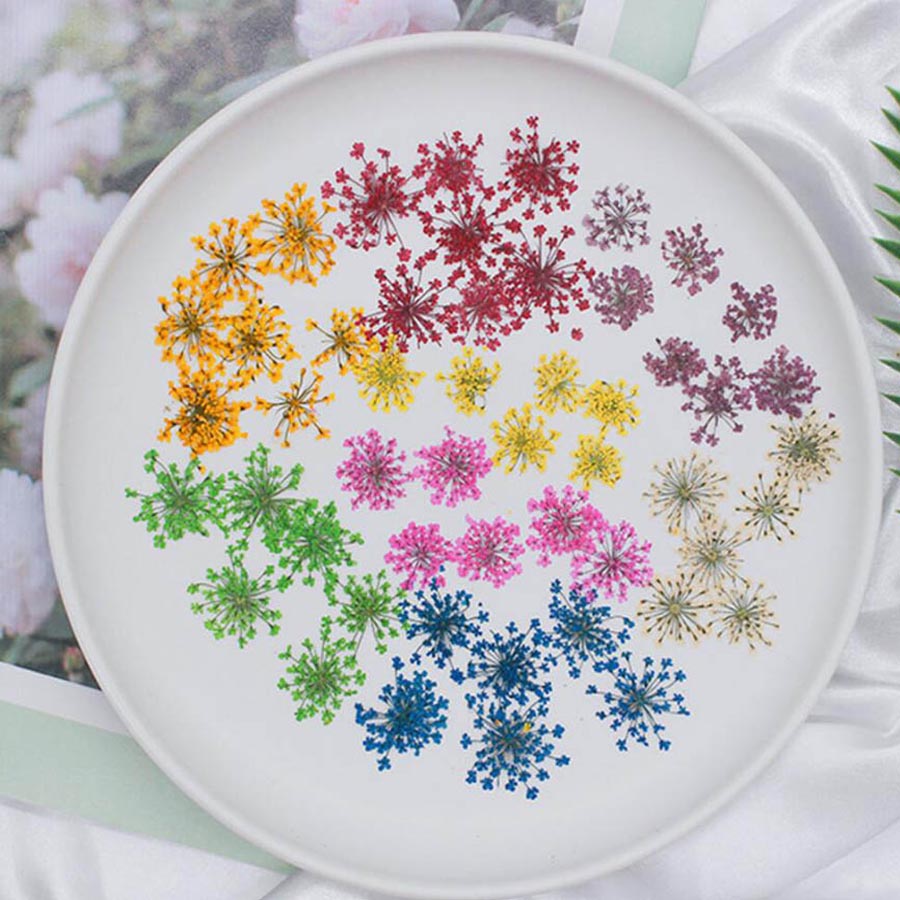 60 pz pressato essiccato 15-20 - Dried Flower Bookmark recensione e prezzo