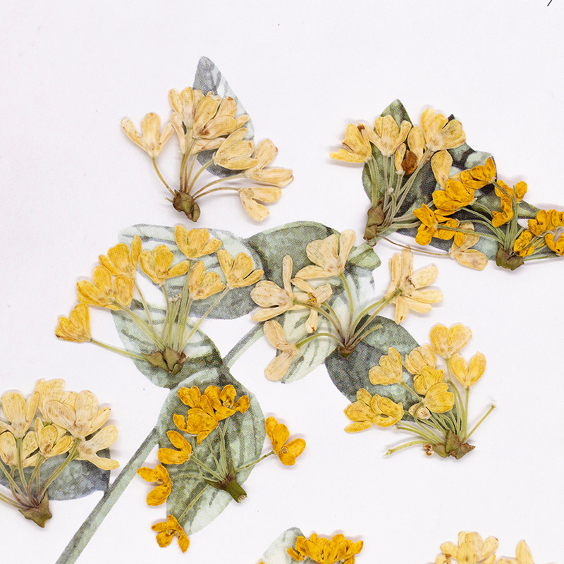 24 pezzi, Fiori Naturali Press - Dried Flower Bookmark recensione e prezzo