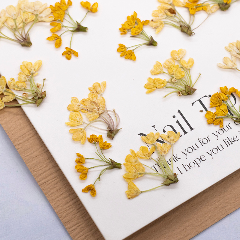 24 pezzi, Fiori Naturali Press - Dried Flower Bookmark recensione e prezzo