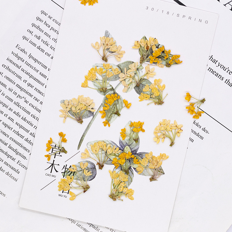 24 pezzi, Fiori Naturali Press - Dried Flower Bookmark recensione e prezzo
