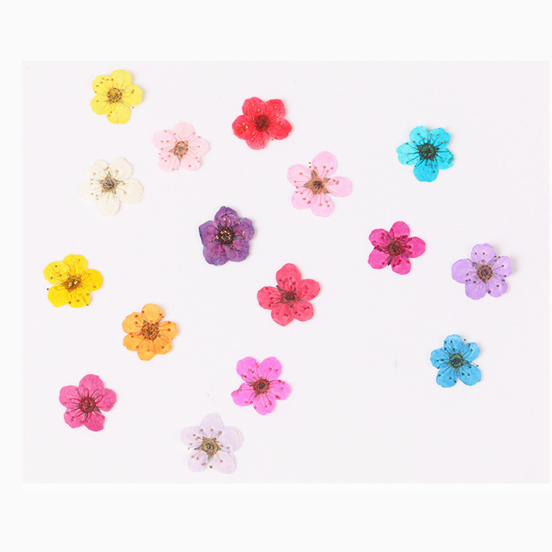 60 pz Mini Pressato Secco Narc - Dried Flower Bookmark recensione e prezzo